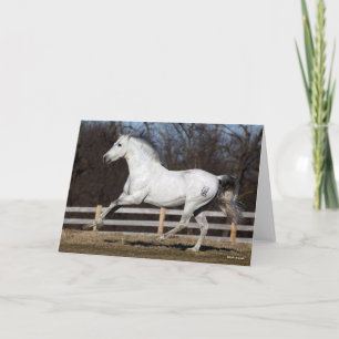 Cartão Bob Langrish   Cinza Andalucian Stallion Running