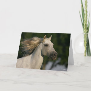 Cartão Bob Langrish Cinza Andaluciano Mane Fluindo