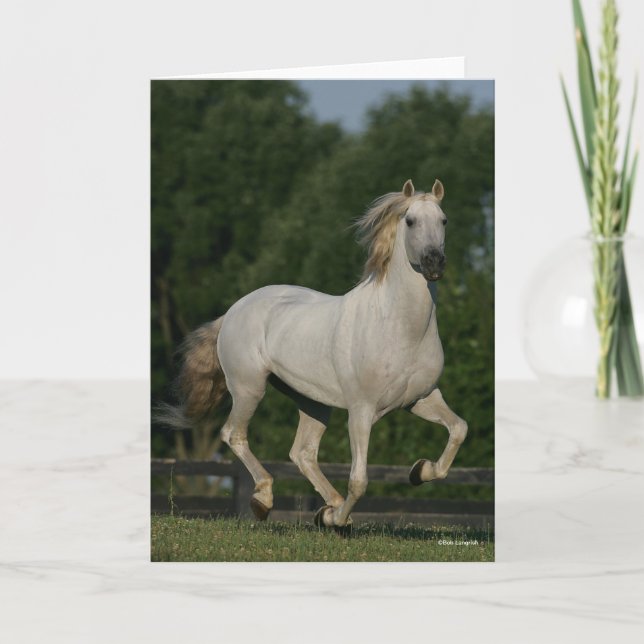 Cartão Bob Langrish | Cinza Andaluzia em Execução (Frente)