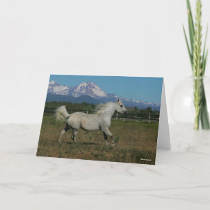 Cartão Bob Langrish Cinza árabe correndo montanha em segu