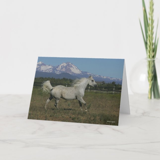 Cartão Bob Langrish Cinza árabe correndo montanha em segu (Frente)