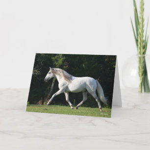 Cartão Bob Langrish Cinza Lusitano Stallion