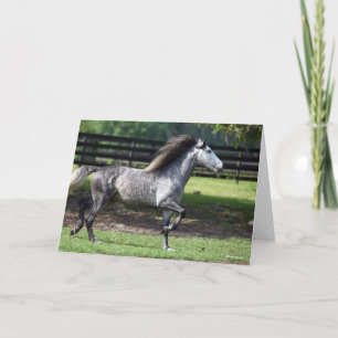 Cartão Bob Langrish Cinza Lusitano Stallion