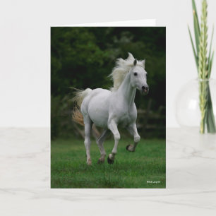 Cartão Bob Langrish   Cinzas árabes em movimento