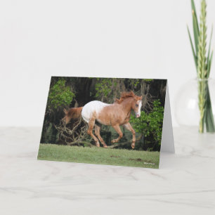 Cartão Bob Langrish Corrente Appaloosa