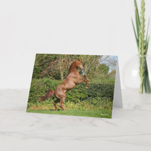 Cartão Bob Langrish   Criação do Estalão Árabe de Castanh