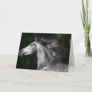 Cartão Bob Langrish Dapple Grey Andalucian headshot