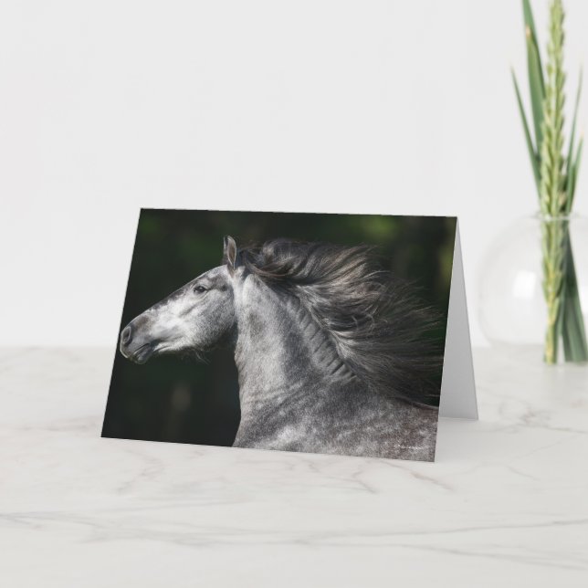 Cartão Bob Langrish | Dapple Grey Andalucian headshot (Frente)