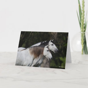 Cartão Bob Langrish Dois Andaluianos Juntos