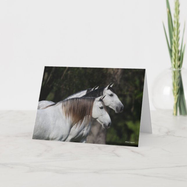 Cartão Bob Langrish | Dois Andaluianos Juntos (Frente)