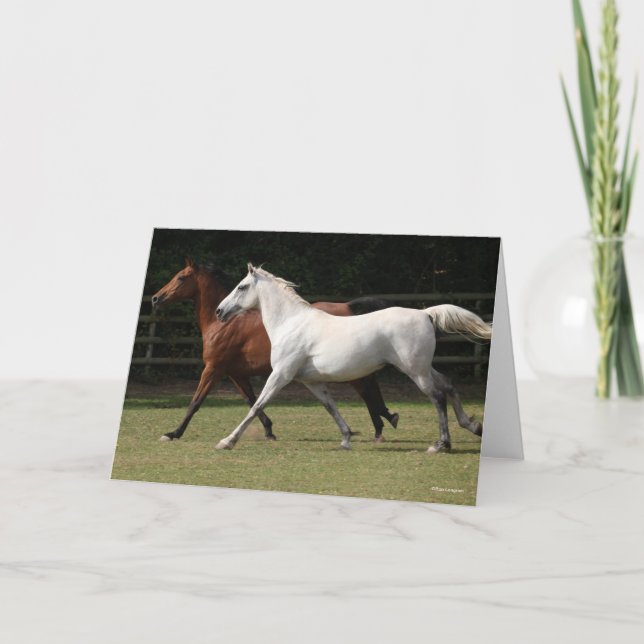 Cartão Bob Langrish | Dois Cavalos Árabes A Correr Juntos (Frente)