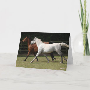 Cartão Bob Langrish Dois cavalos árabes juntos