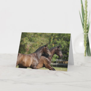 Cartão Bob Langrish Dois Cavalos Marrom andalucianos Co