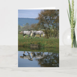 Cartão Bob Langrish Dois Juntos De Warmbloods Por Lago