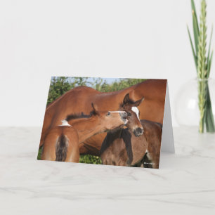 Cartão Bob Langrish Dois Pais De Cavalo Desportivos Irl