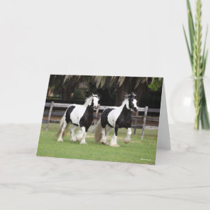 Cartão Bob Langrish Dois Vanners Ciganos Pretos e Branc