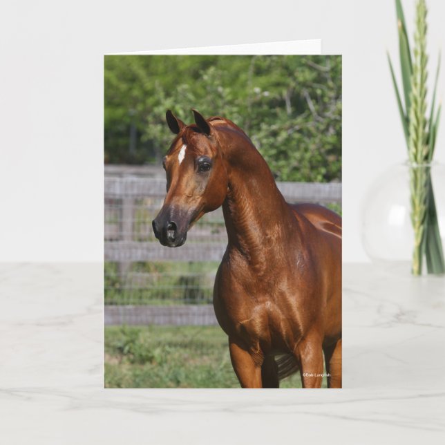 Cartão Bob Langrish | Estalão Árabe Captura (Frente)