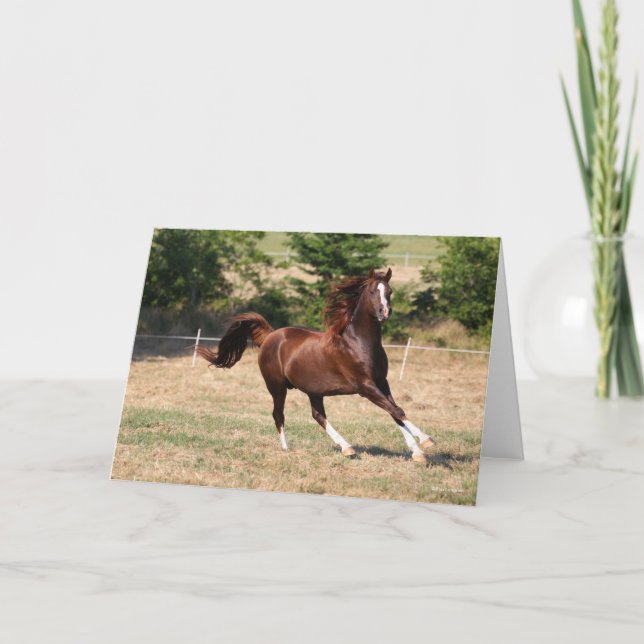 Cartão Bob Langrish | Estalão Árabe de Castanheiro Corren (Frente)