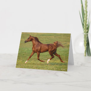 Cartão Bob Langrish Estalão Árabe de Castanheiro em Cor