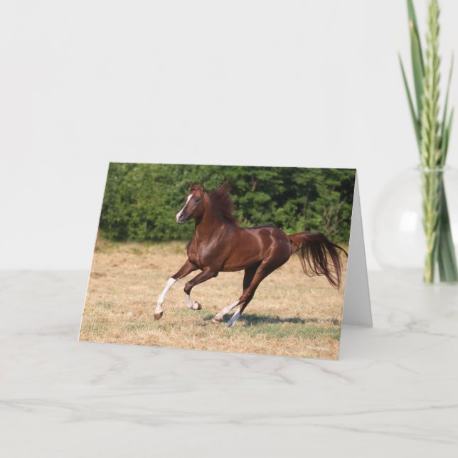 Cartão Bob Langrish | Estalão Árabe de Castanheiro em Cor (Frente)