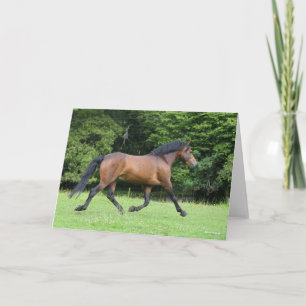 Cartão Bob Langrish Estalão de Pony Florestal Novo
