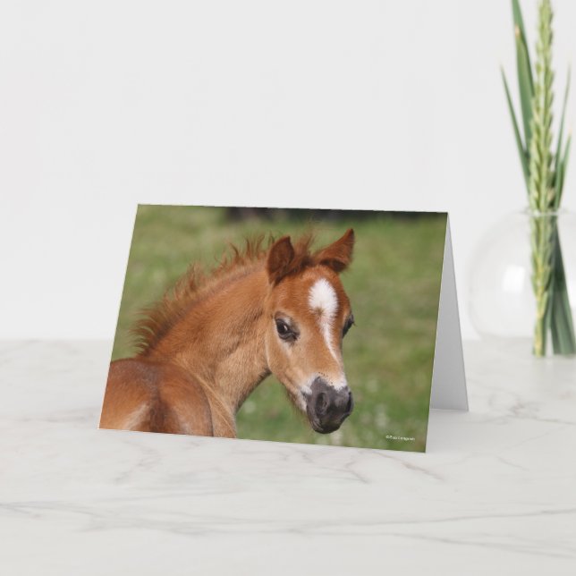 Cartão Bob Langrish | Galsh Pony Foal Headshot (Frente)
