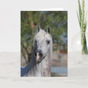 Cartão Bob Langrish   Grey Arab Stallion Headshot