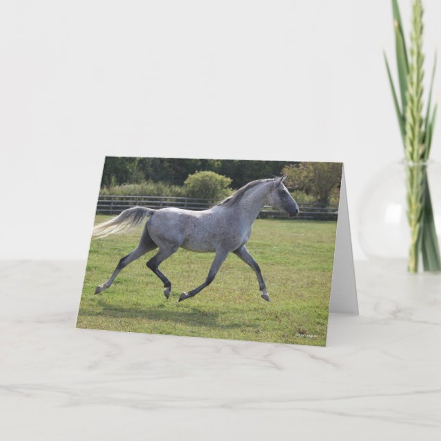 Cartão Bob Langrish | Grey Arab Stallion Running Backlit (Frente)
