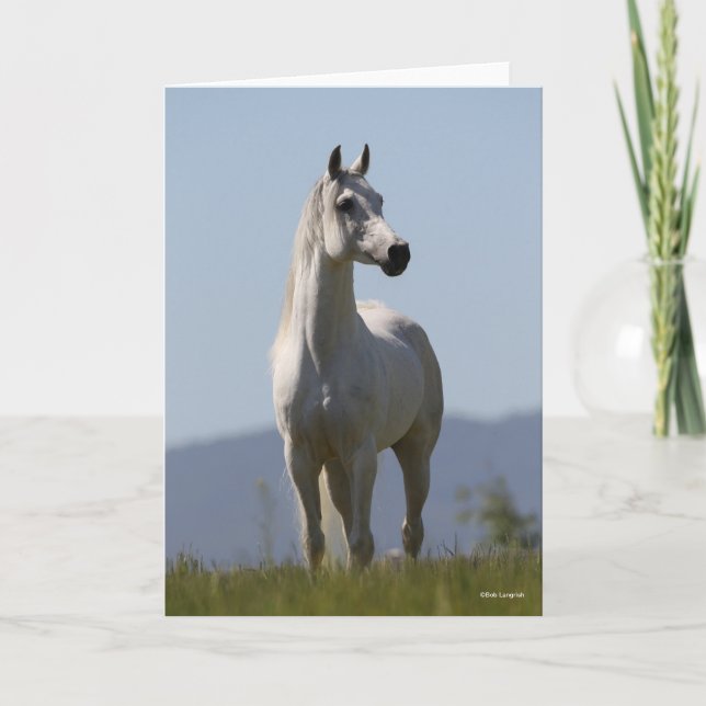 Cartão Bob Langrish | Grey Arab Stallion Standing (Frente)