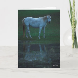 Cartão Bob Langrish Grey Arab Standing By Pond Reflection