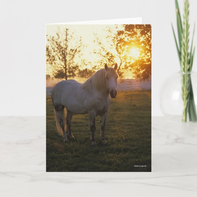 Cartão Bob Langrish | Grey Percheron Standing In Sunset (Frente)