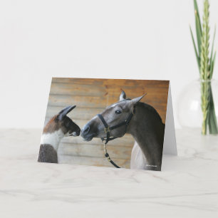 Cartão Bob Langrish Llama e o Capa do Encontro Andalucian