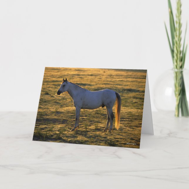 Cartão Bob Langrish | Luz-de-costas árabe (Frente)