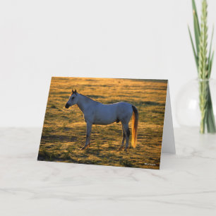 Cartão Bob Langrish Luz de fundo árabe