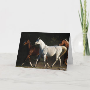 Cartão Bob Langrish Marcha árabe de Herd