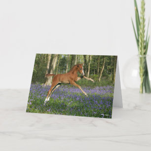 Cartão Bob Langrish   Morgan Foal Leaping With Bluebells