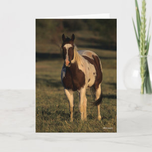 Cartão Bob Langrish Paint Horse Permanente