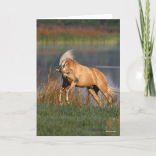 Cartão Bob Langrish Palomino Lusitano Stallion Bucking