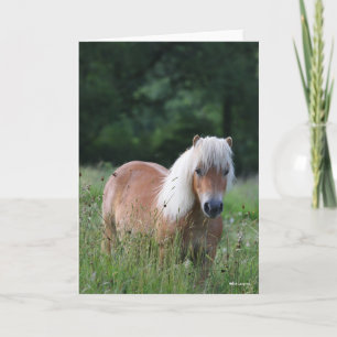Cartão Bob Langrish Palomino Shetland Em Grass