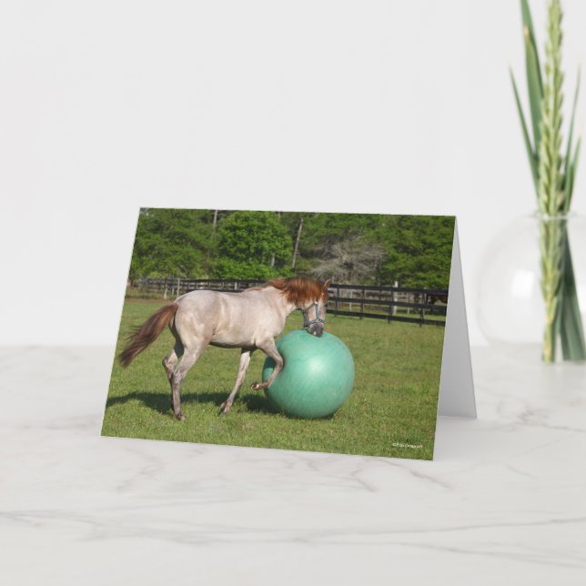 Cartão Bob Langrish | Paso Fino Horse Brincando Com Bola (Frente)