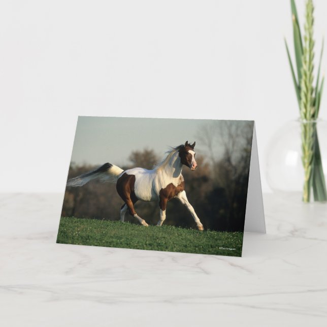 Cartão Bob Langrish | Pinto Arab Mane and Tail Flowing (Frente)