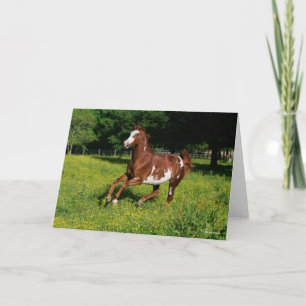 Cartão Bob Langrish   Pinto Oldenburg Correndo em flores