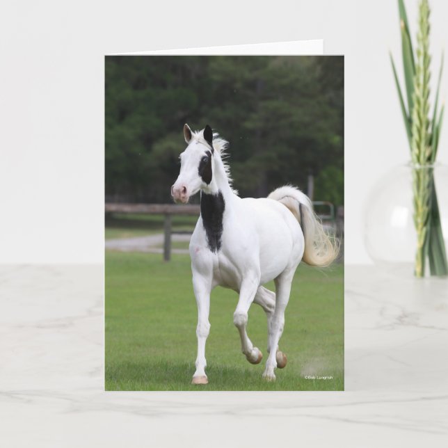 Cartão Bob Langrish | Pinto Warmblood (Frente)