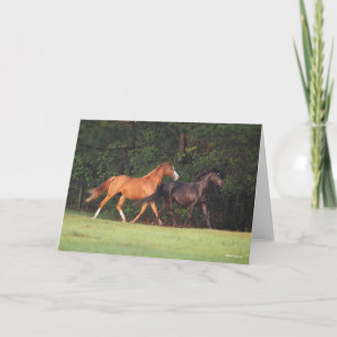 Cartão Bob Langrish Pônea Costeira Alemã E Oldenburg