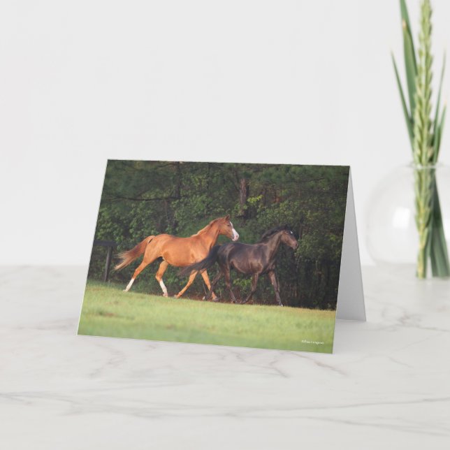 Cartão Bob Langrish | Pônea Costeira Alemã E Oldenburg (Frente)