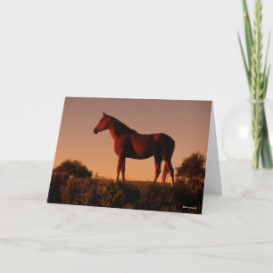 Cartão Bob Langrish Posição Árabe Ao Sol