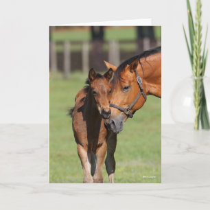 Cartão Bob Langrish Quarter Horse Mare e Foal Cuddling
