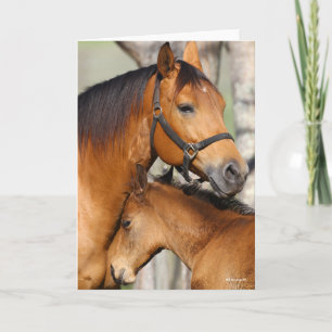 Cartão Bob Langrish Quarter Horse Mare e Foal Headshot