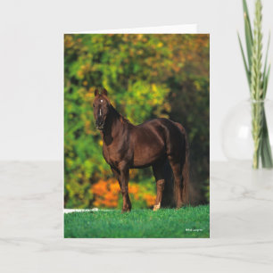 Cartão Bob Langrish Rocky Mountain Horse no outono