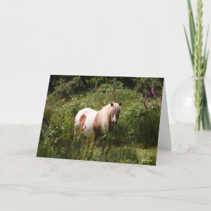 Cartão Bob Langrish Shetland Pony Em Flores